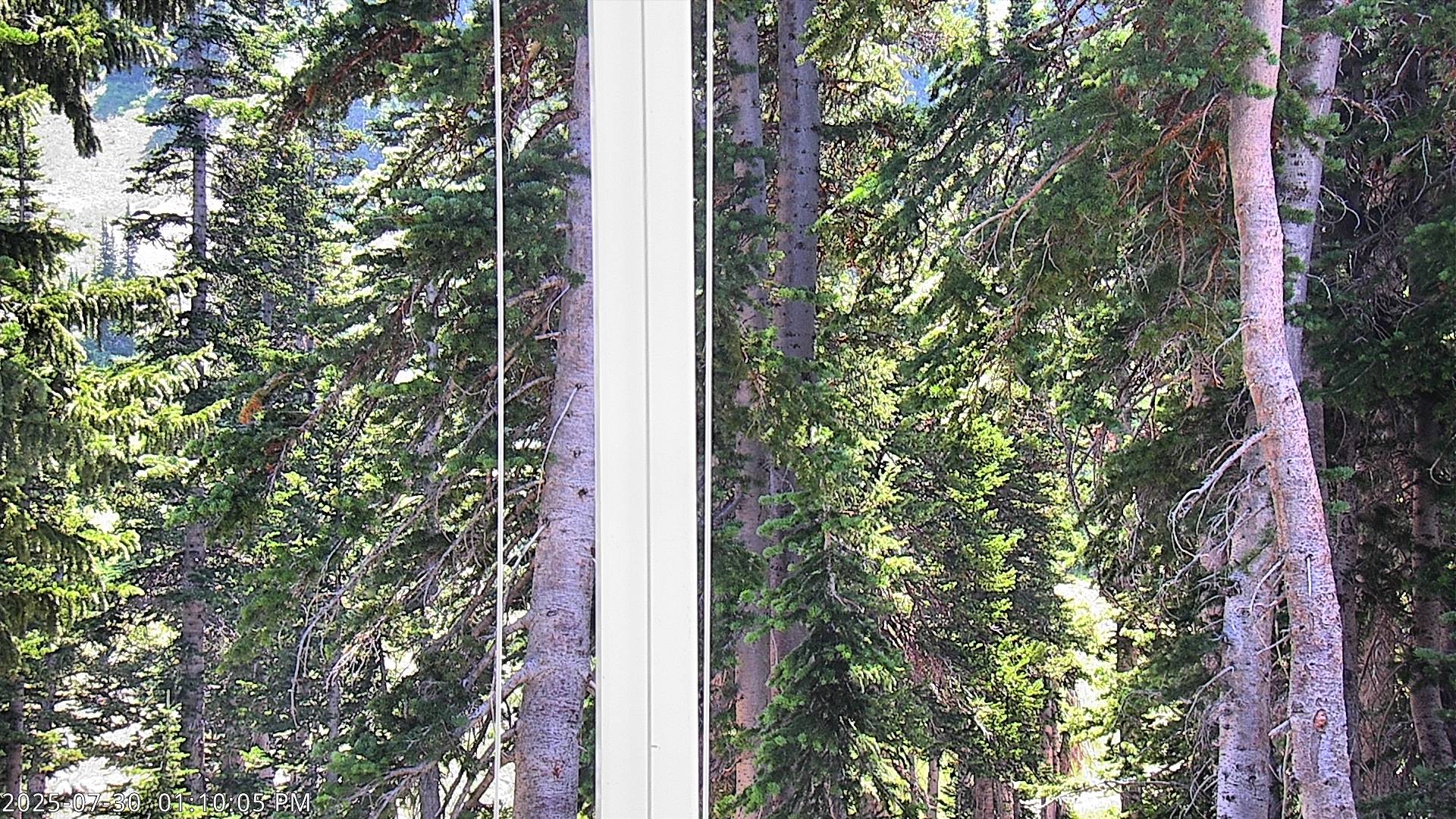 Alta Snow Stake
