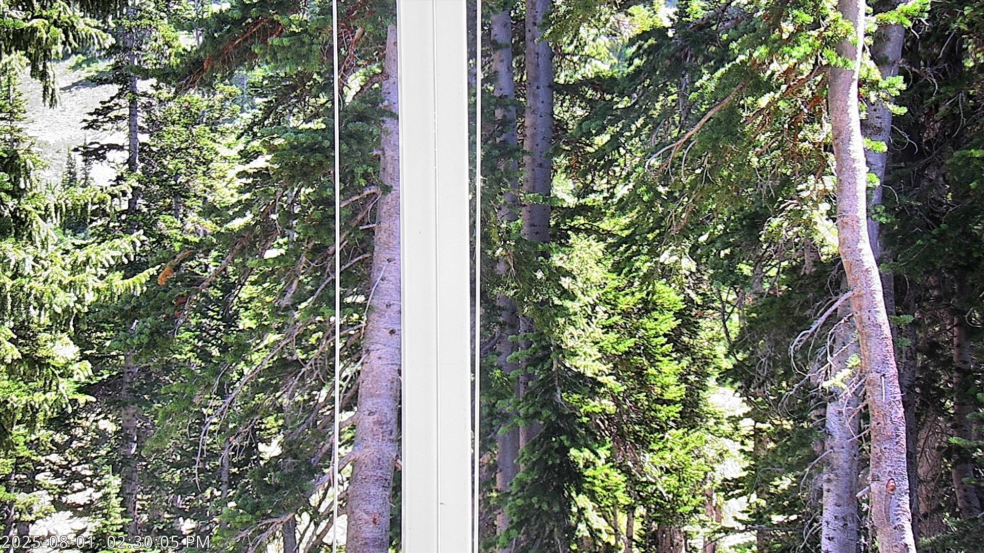 Alta Snow Stake